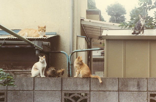 塀の上の猫(1)