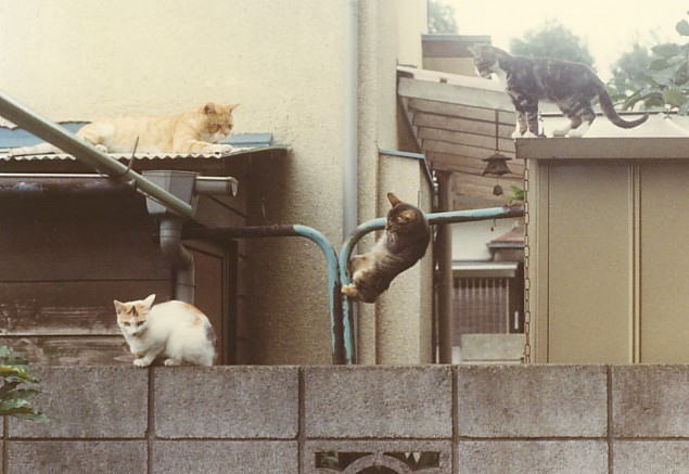 塀の上の猫(2)