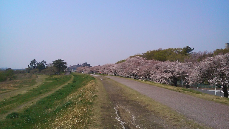 多摩川中流左岸の桜並木