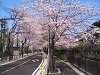 根川通りの桜並木（2011.4.12）