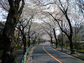 羽毛下通りの桜並木（せせらぎの散歩道前）