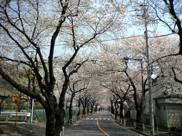 羽毛下通りの桜並木（染地小学校正門前）