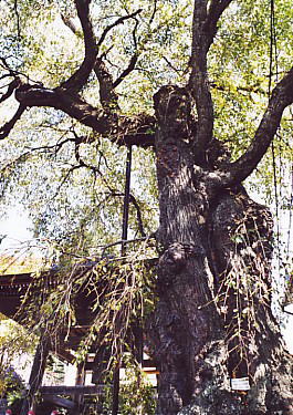 樹齢四百年の枝垂れ桜（2003.10.17）